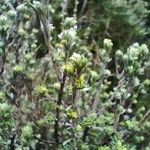 Thymelaea argentata Frunză
