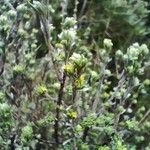 Thymelaea argentata Hoja