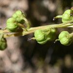 Pyrola minor Fruit