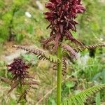 Pedicularis recutita Цветок