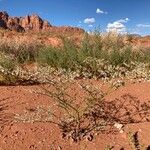 Eriogonum deflexum Celota