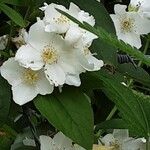 Philadelphus coronarius Flower