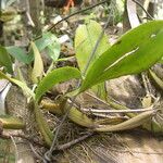 Bulbophyllum renkinianum Pokrój