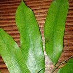 Hylodendron gabunense Hoja