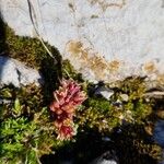 Sedum atratum Leaf