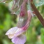 Vicia pannonica Blodyn