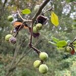 Pittosporum tenuifolium موطن