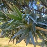 Leucadendron argenteum Leaf