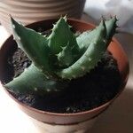 Aloe peglerae Leaf