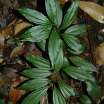 Cinnamomum burmanni Blad