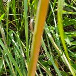 Lycoris radiata बार्क (छाल)