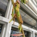 Beschorneria yuccoides 花