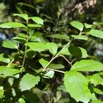 Lomatia dentata Hoja