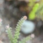 Erica galioides Flor