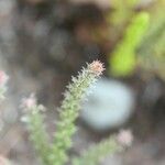 Erica galioides Blomma