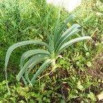 Allium porrum 葉