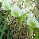 Angraecum eburneum Kwiat
