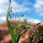 Panicum capillare Flor