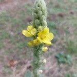 Verbascum thapsusKvět