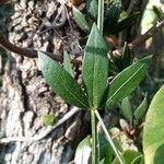 Rubia peregrina Blad