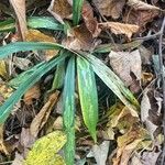 Carex plantaginea Leaf