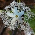 Trichosanthes cucumerina Fiore