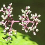 Psychotria microbotrys പുഷ്പം