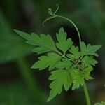 Cardiospermum halicacabum Leaf