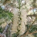 Melaleuca armillaris फूल