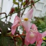 Begonia aconitifolia 花