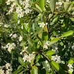 Pyracantha koidzumii Blatt