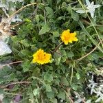 Hypochaeris robertia Hoja