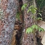 Ceiba pentandraچھال