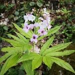 Cardamine heptaphylla Virág