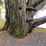 Pinus radiata Bark