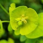 Euphorbia amygdaloides Fleur