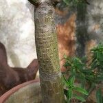 Kleinia neriifolia Écorce