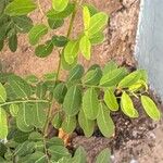 Phyllanthus reticulatus Листок