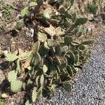 Opuntia macrorhiza Habitus