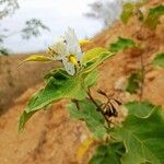 Solanum torvumŽiedas