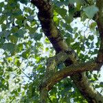 Betula populifolia Foglia