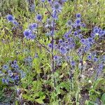 Eryngium planum Plante entière