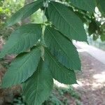 Fraxinus excelsior 叶