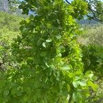 Cotinus obovatus Habitus