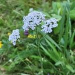 Achillea nobilisപുഷ്പം