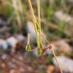 Erodium glaucophyllum ᱡᱚ