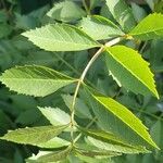 Fraxinus angustifoliaList