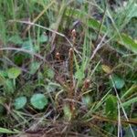 Eleocharis obtusa Habit