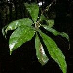 Chrysophyllum venezuelanense Hoja