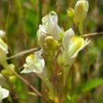 Linaria × sepium Floare